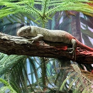 Prehensile-tailed Skink