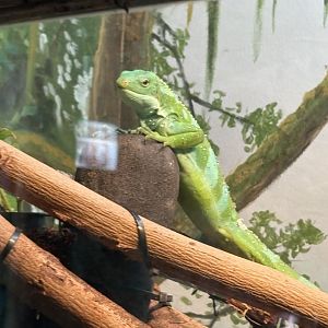 Lau Banded Iguana - African Rainforest Pavilion