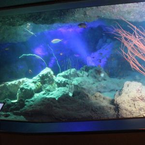 Sea Whip (Ellisella sp.) tank