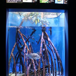 Mangrove tank