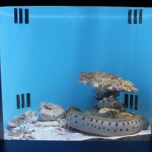Shao's Moray (Gymnothorax shaoi) tank