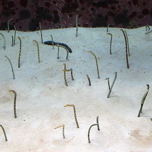 Garden Eels