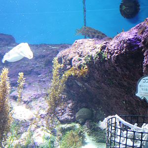 Tank for Broad-club Cuttlefish (Sepia latimanus)