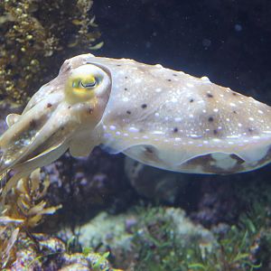 Broad-club Cuttlefish (Sepia latimanus)