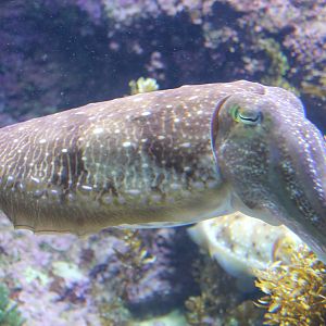 Broad-club Cuttlefish (Sepia latimanus)