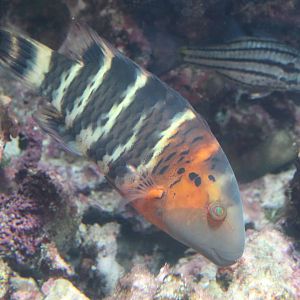 Red-breasted Wrasse (Cheilinus fasciatus)
