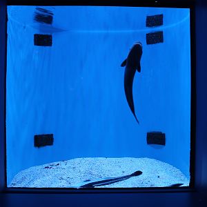 Remora tank