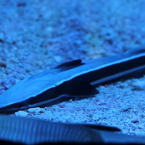 Sharksucker (Echeneis naucrates)