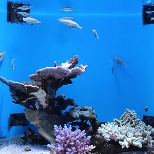 Harlequin Filefish tank