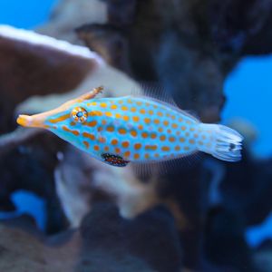 Harlequin Filefish (Oxymonacanthus longirostris)