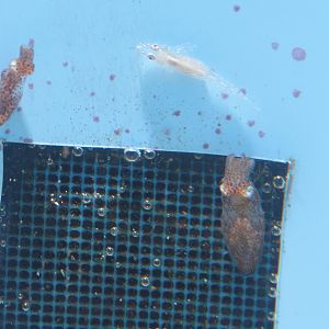 Northern Pigmy Squid (Idiosepius paradoxus)
