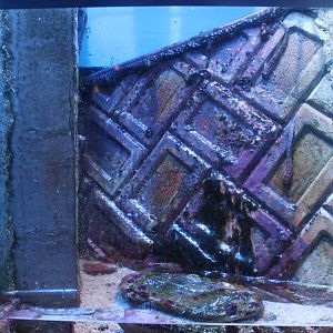 Four-fingered Lipsucker (Andamia tetradactylus) tank