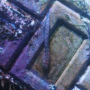 Four-fingered Lipsucker (Andamia tetradactylus)