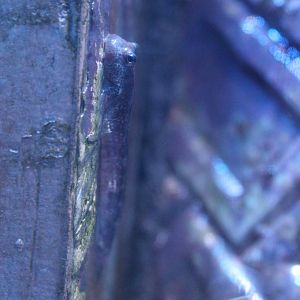 Four-fingered Lipsucker (Andamia tetradactylus)