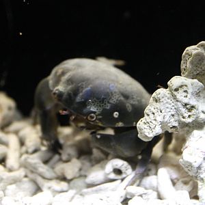 Green Egg Crab (Atergatus floridus)