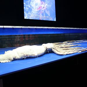 Giant Squid specimen