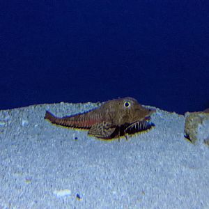 Jagged-head Gurnard (Gargariscus prinocephalus)