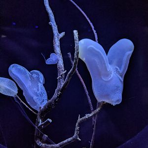 Harp Comb Jelly (Lyrocteis imperatoris)