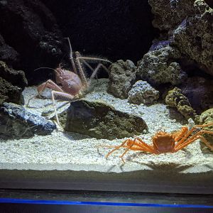 Deepsea crabs