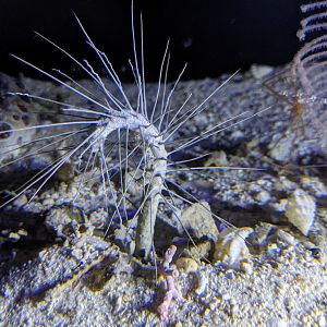 Deepsea polychaete (Paradiopatra willemoesii)