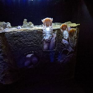 Deepsea isopods (Bathynomus doederleini)