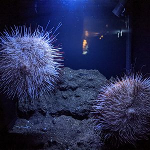 Deepsea urchins (Araeosoma owstoni)