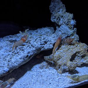 Deepsea shrimp (Heterocarpus hayashii)