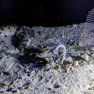 Deepsea invertebrates