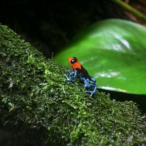 Blessed Poison Frog (Ranitomeya benedicta)