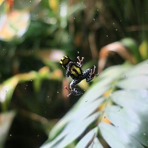 Brazilian Poison Frog (Ranitomeya vanzolinii)