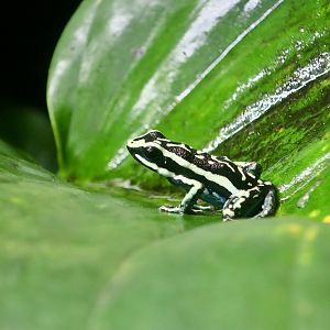 Pleasing Poison Frog (Ameerega bassleri)