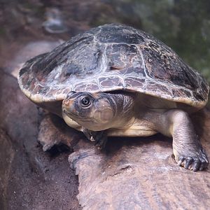Red-Headed Amazon River Turtle (Podocnemis erythrocephala)