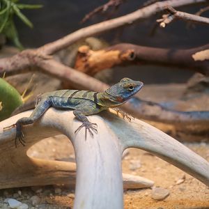 Baja Blue Rock Lizard (Petrosaurus thalassinus) young