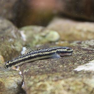 Blue Neon Dwarf Goby (Stiphodon atropurpureus) - female