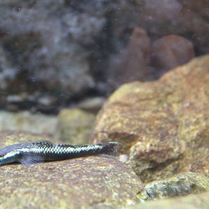 Blue Neon Dwarf Goby (Stiphodon atropurpureus) - male