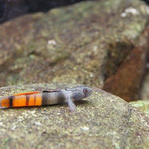 Red-belted Goby (Sicyopus zosterophorus) - male