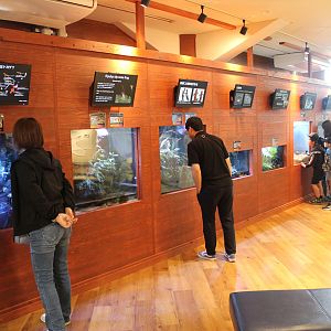 Endemic Okinawa ectotherm exhibits