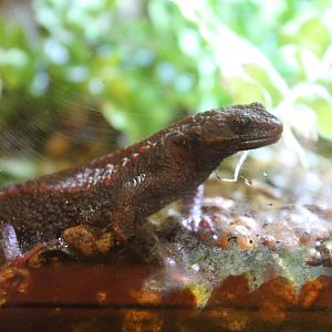 Anderson's Crocodile Newt (Echinotriton andersoni)