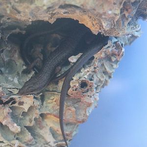 Litoral Whiptail Skink (Emoia atrocostata)
