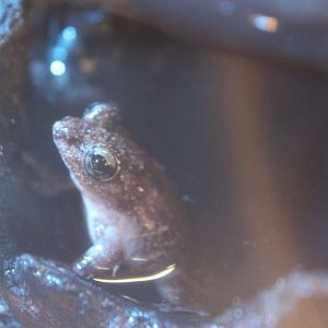 Eiffinger's Tree Frog (Kurixalus eiffingeri)