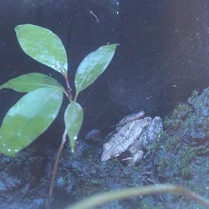 Yaeyama Harpist Frog (Nidirana okinavana)