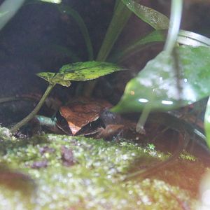 Ryukyu Brown Frog (Rana ulma)