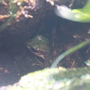 Ryukyu Tip-nosed Frog (Odorrana narina)