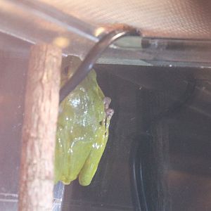 Okinawa Green Tree Frog (Zhangixalus viridis)