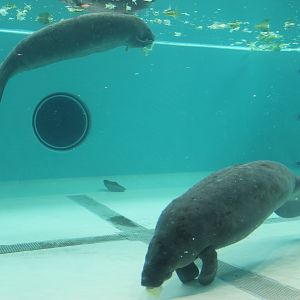 West Indian Manatees (Trichechus manatus)