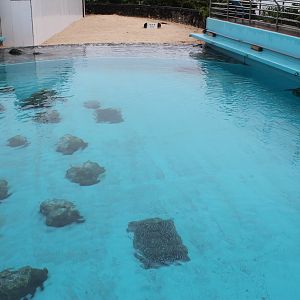 Sea Turtle pool