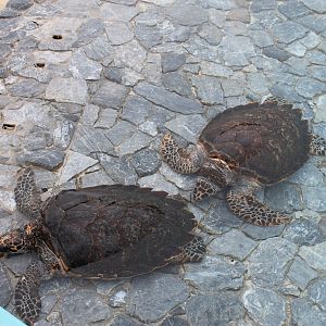Loggerhead Turtles