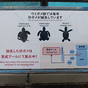 Sea Turtle signage