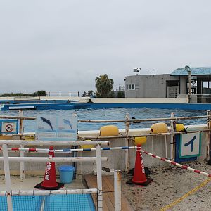 pool for False Killer Whales (Pseudorca crassidens)