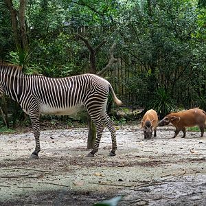 Grevy's Zebra and Red River Hog